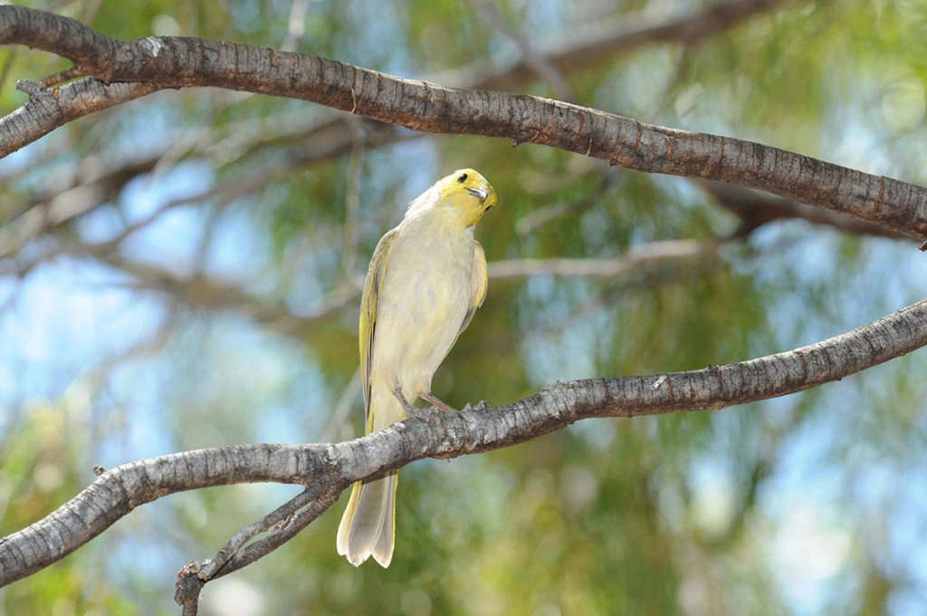 Birds of Uluru - White-plumed honeyeater