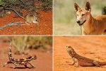 Australian desert animals - Simpson Desert