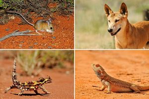 Australian desert animals - Simpson Desert