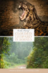 On the trail of sunda clouded leopard, Borneo