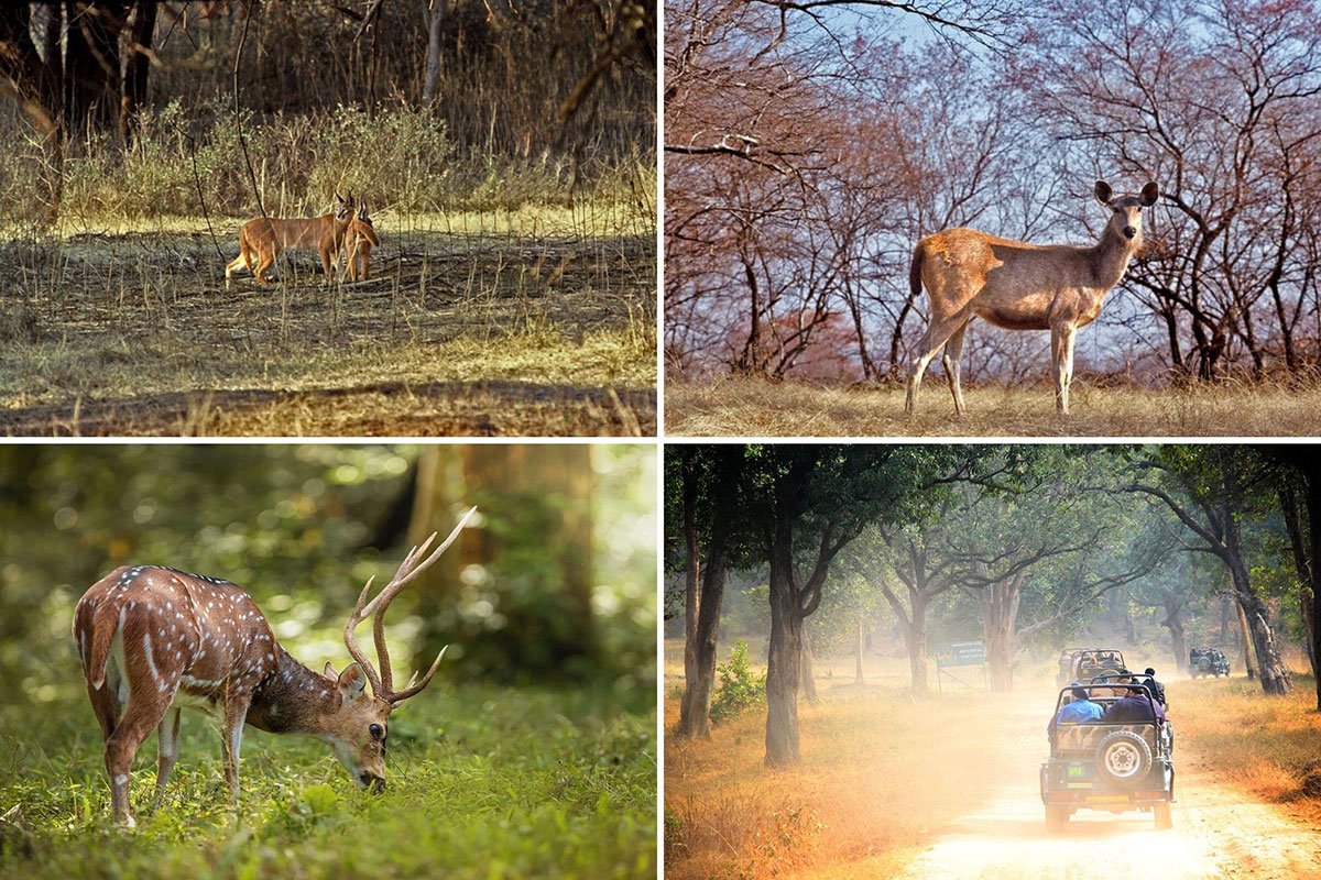 Wildlife watching in Ranthambore National Park, India