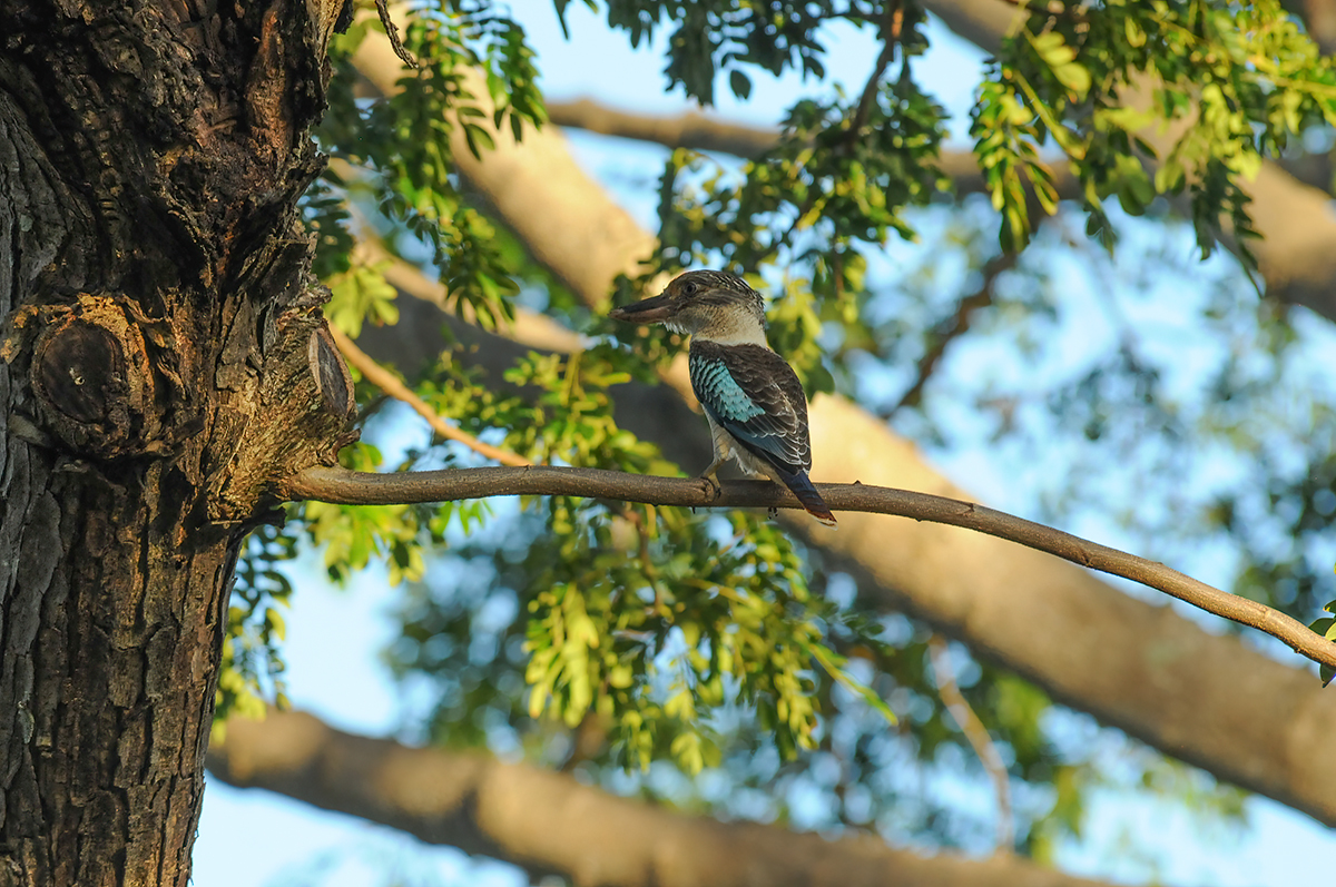 Blue-winged kookaburra in Darwin