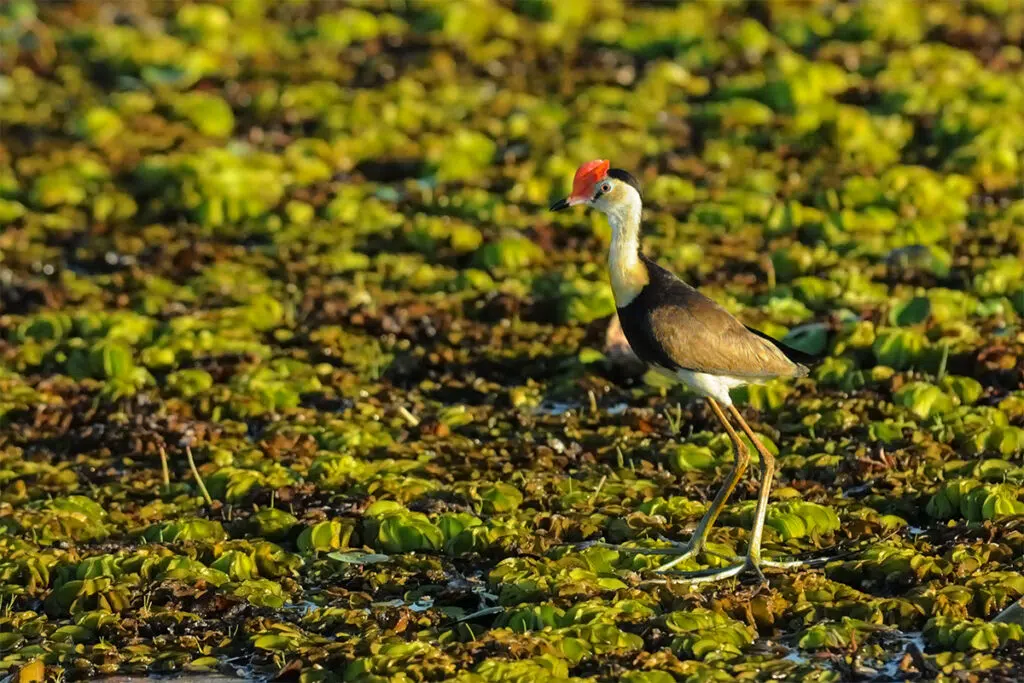 Comb-crested jacana on corroboree billabong