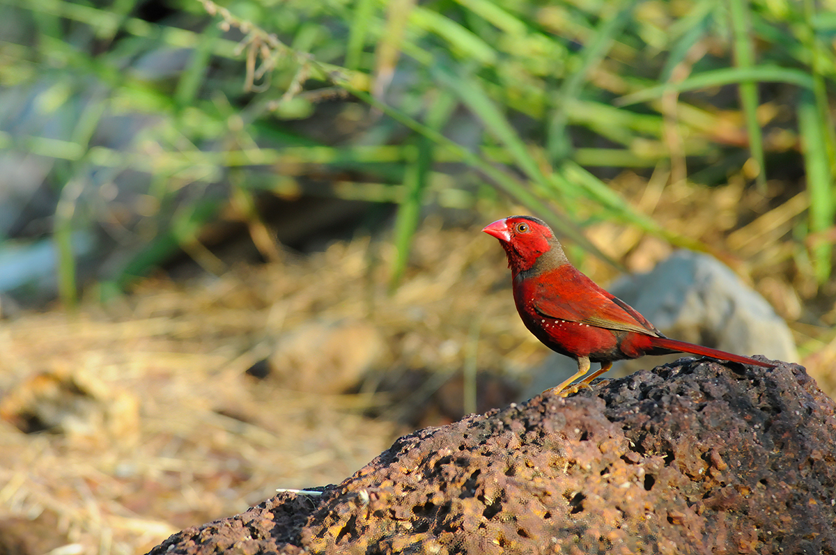 Wildlife in Darwin - Crimson finch in the Botanical Gardens