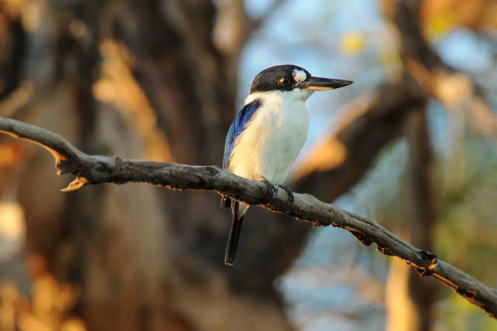 Forest kingfisher on billabong