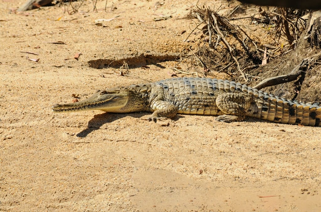 Things to do in Darwin - see a Freshwater crocodile on Mary River, Australia