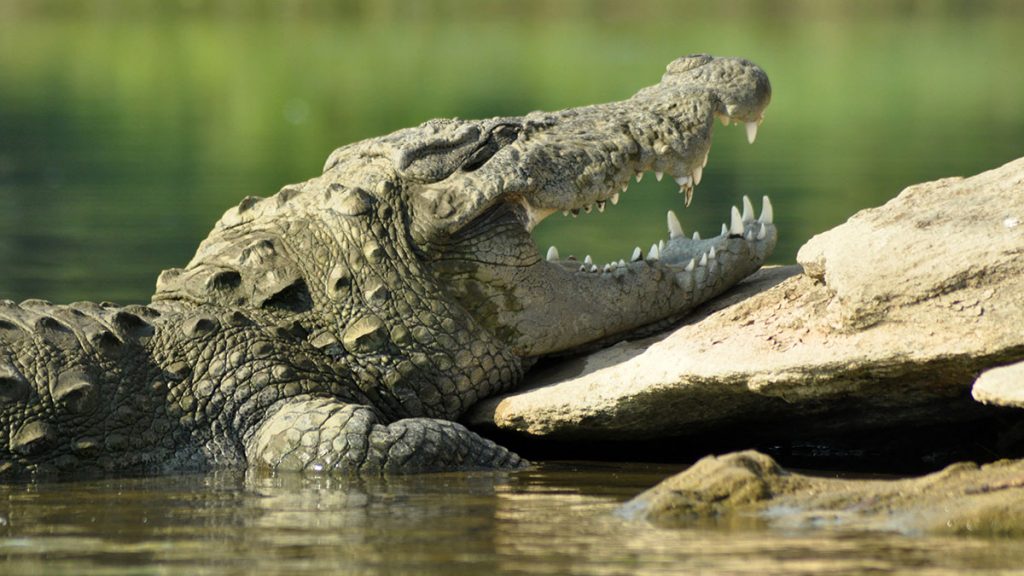 marsh crocodile