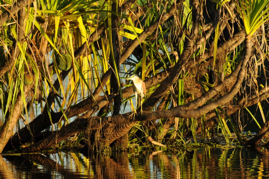 Rufous night heron on corroboree billabong