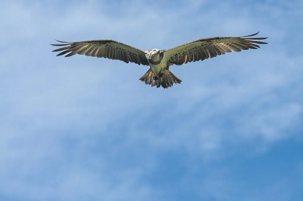 Osprey at the Territory Park, Darwin