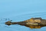 Things to do in Darwin - see saltwater crocodile