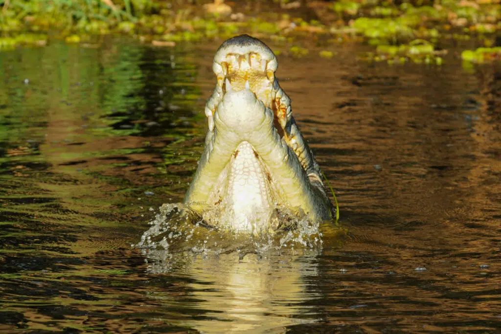 Saltwater crocodile in Kakadu National Park