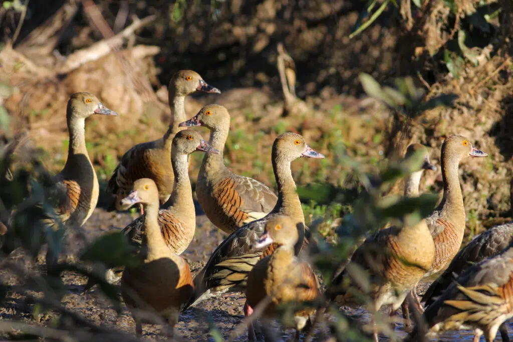 Whistling ducks on Corroboree billabong