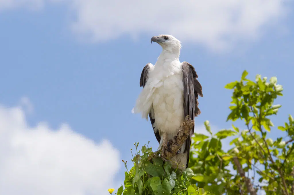White-bellied sea eagle on Corroboree billabong, mary river wetlands