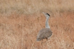 Australian Bustard at Bowra Sanctuary, Queensland
