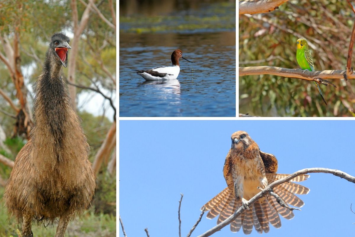 Birds of Australian Outback - emu, avocet, budgee, falcon