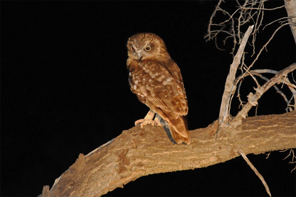 Boobook - birds of Australian Outback