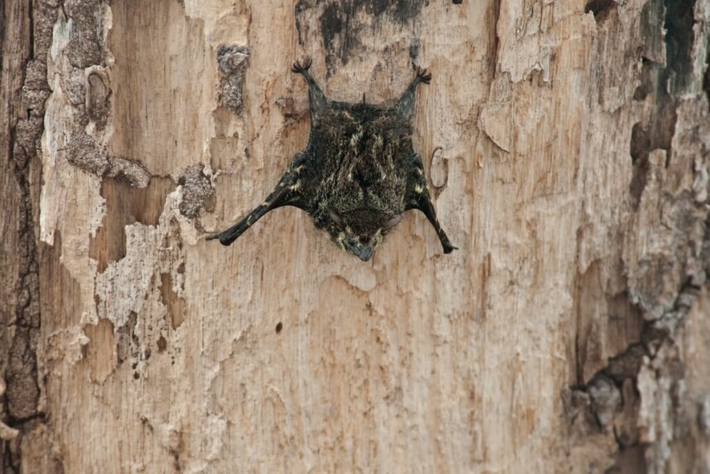 Brazilian long-nosed bat at Palo Verde National Park