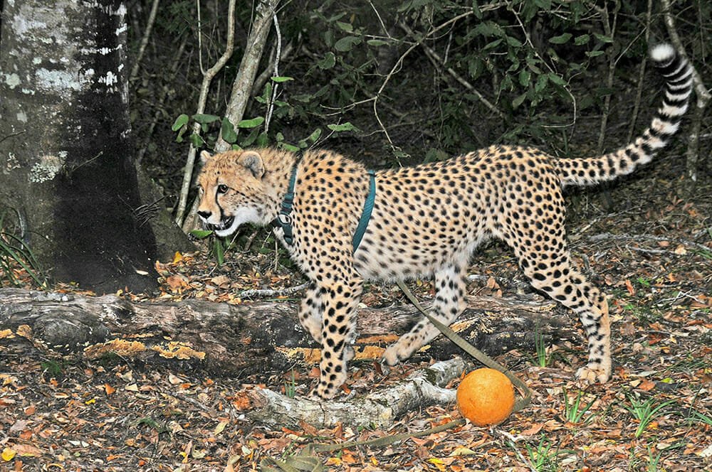 Cheetah walk at Tenikwa