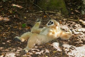 Jonny - the White-handed Gibbon