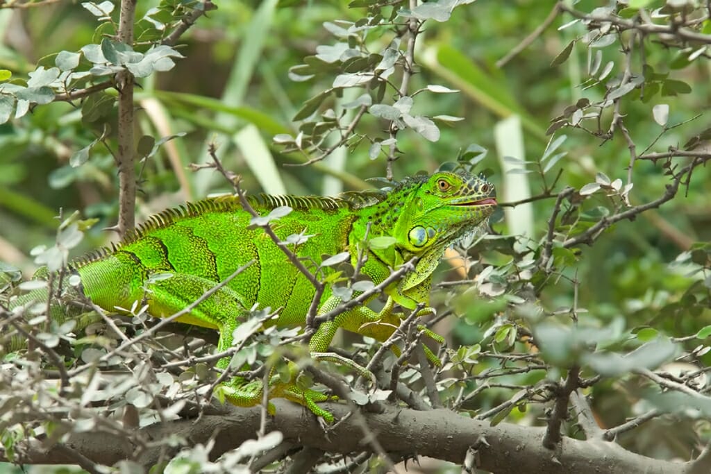 Costa Rica animals: Green Iguana