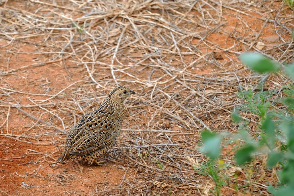 Little button quail in the outback