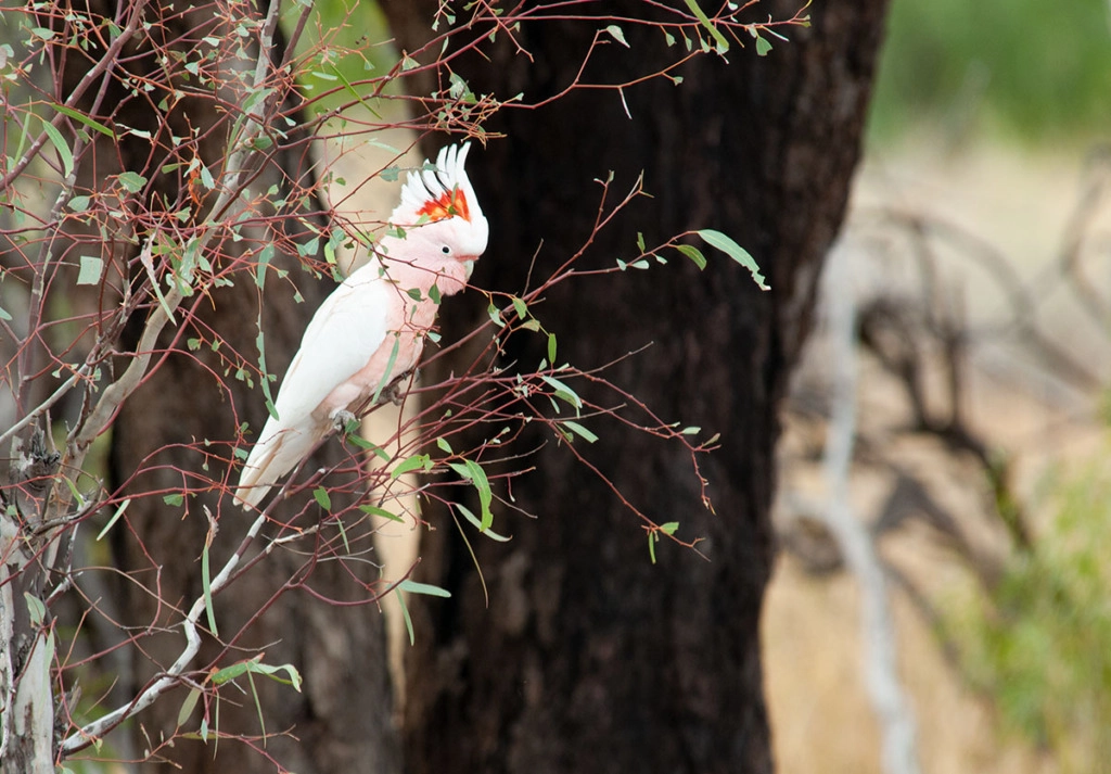 Major Mitchell cockatoo at Bowra Sanctuary