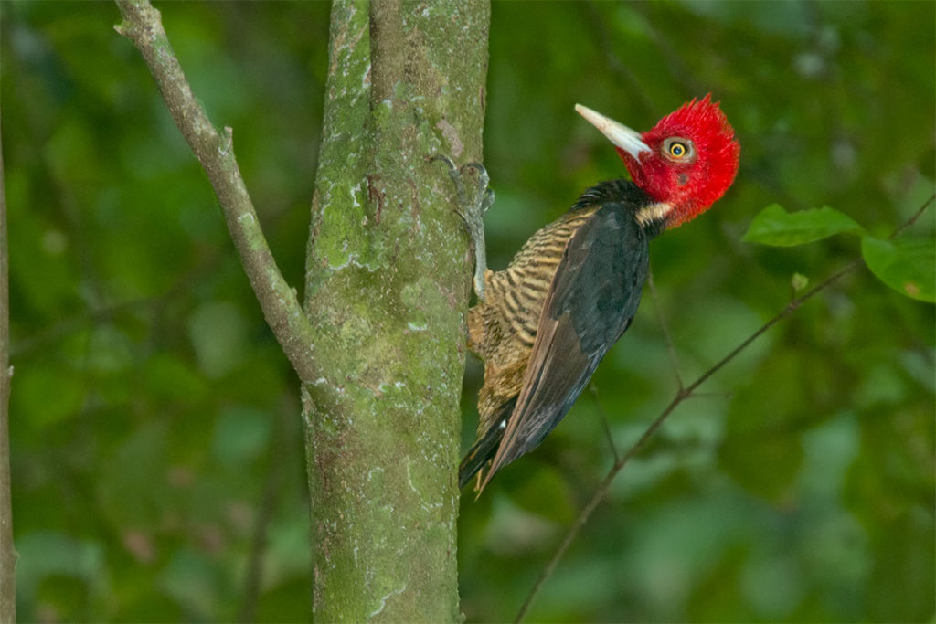 Pale-billed woodpecker in Corcovado