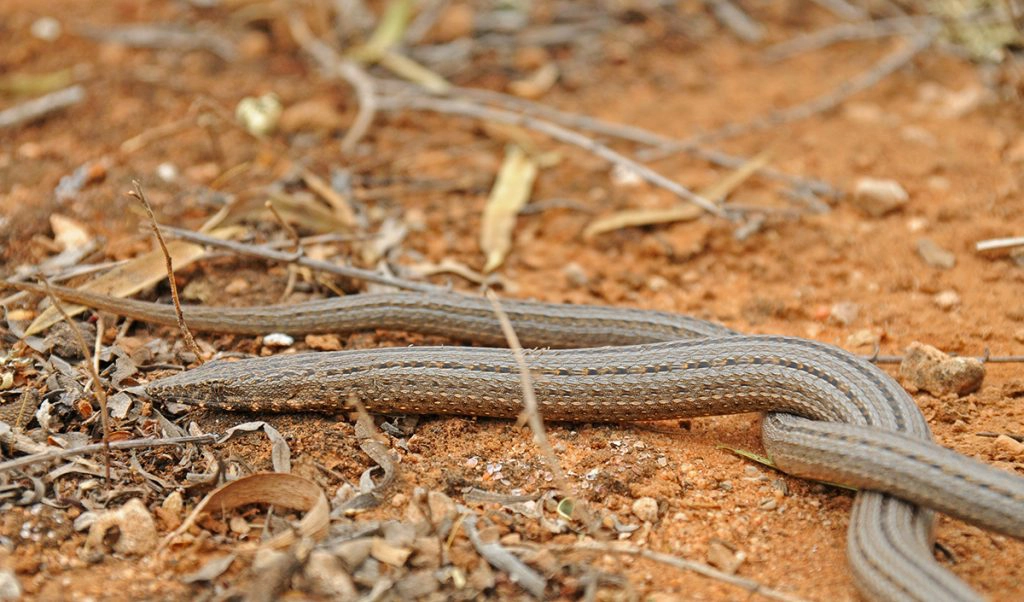 Legless lizard, pygopis spp