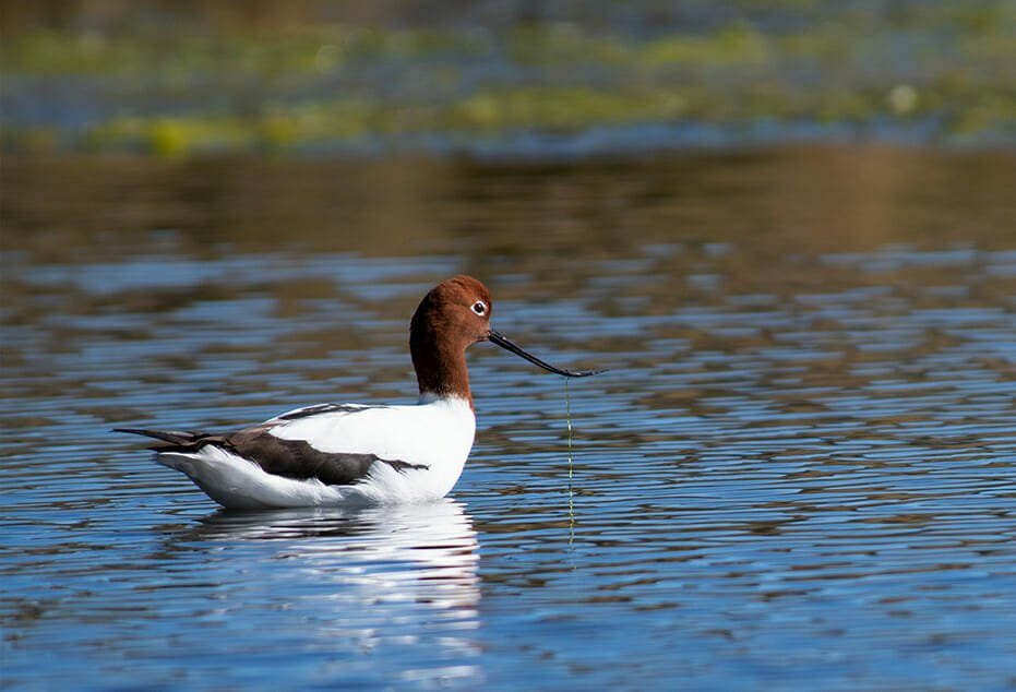 Red-necked avocet - sydney birds