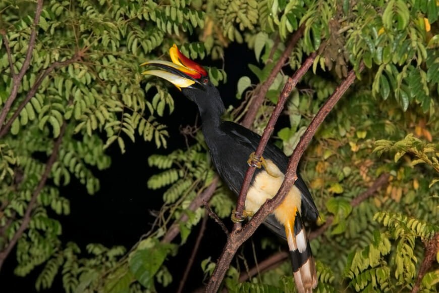 28 Incredible Borneo Animals and the Best Places to See Borneo Wildlife