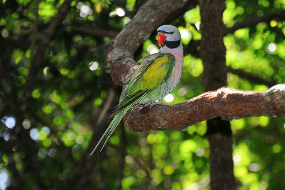 Ring-neck parrot at Birds of Eden