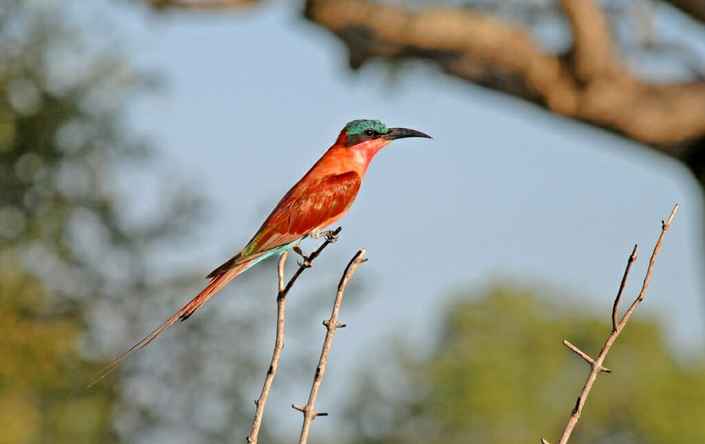 Southern Carmaine bee-eater