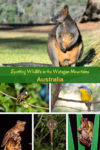 Spotting wildlife in the Watagan Mountains Australia