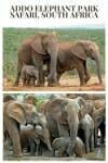 Addo Elephant National Park self drive safari #elephants #addopark #africanwildlife #wildlifetravel