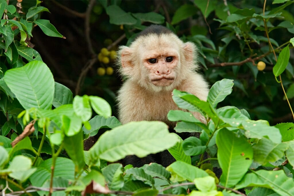White-faced capuchin in Palo Verde