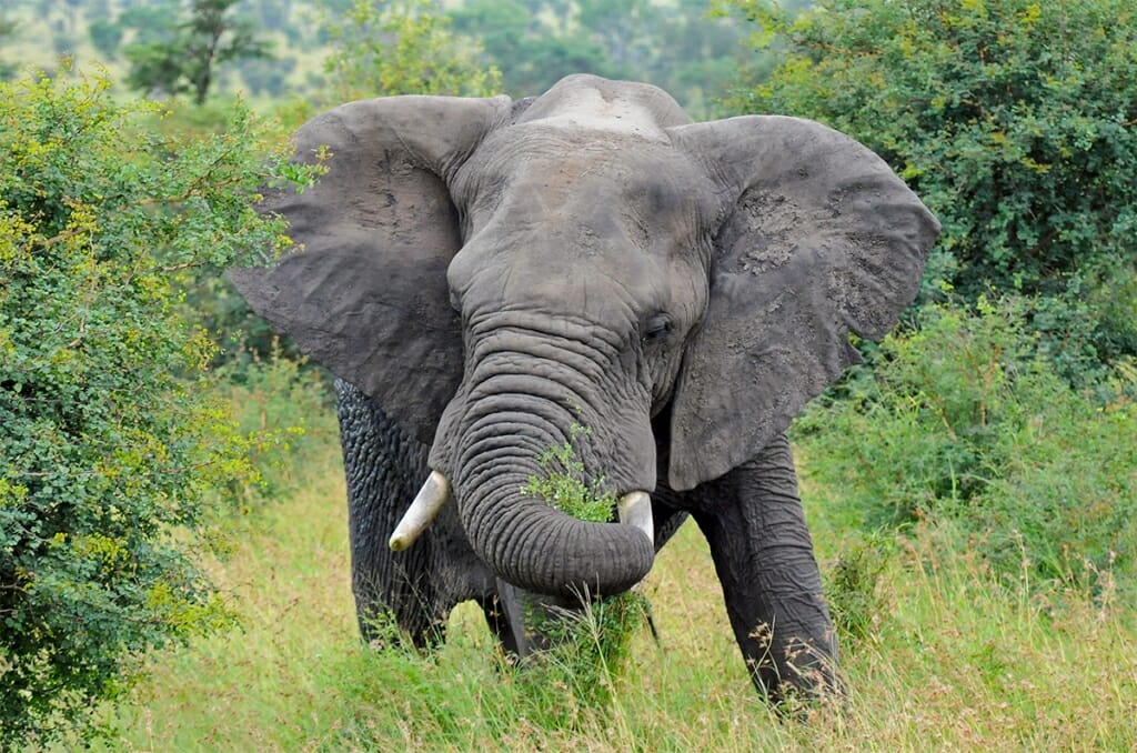 Young elephant in Kruger