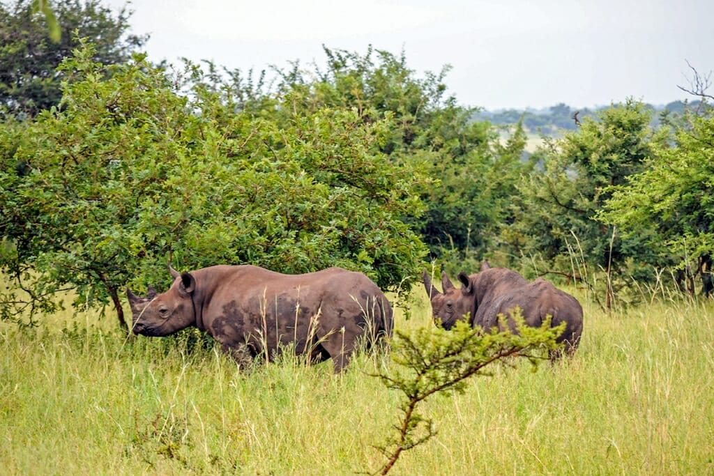 Black rhino with a calf in Kruger