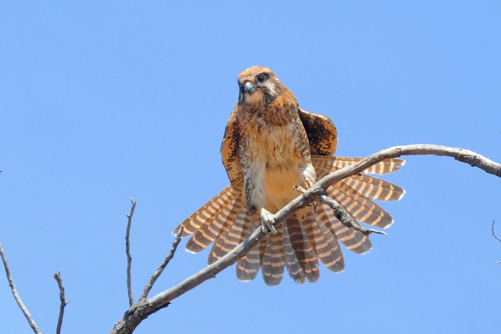 Birds of Australian Outback - Brown falcon