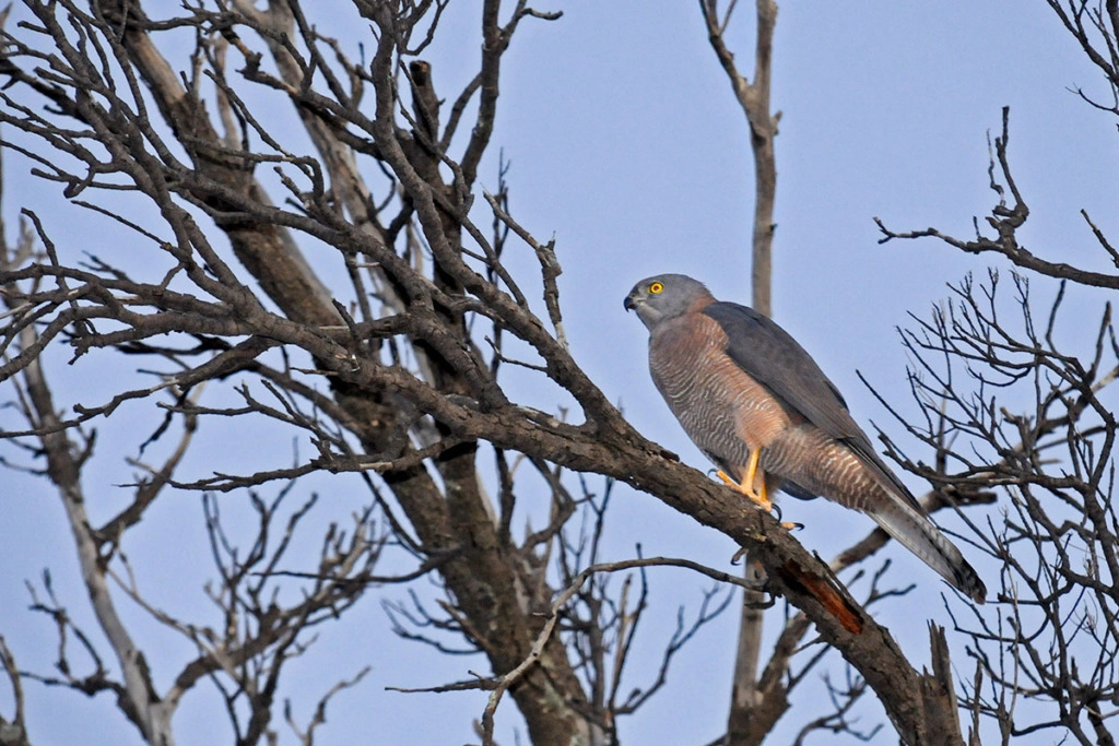 Birds of Australian Outback Brown goshawk