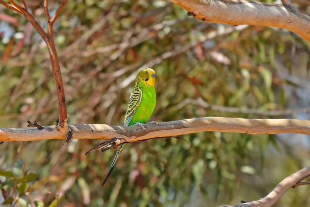 budgerigar in Australia
