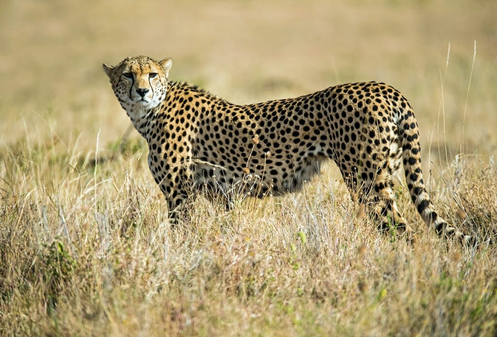 cheetah