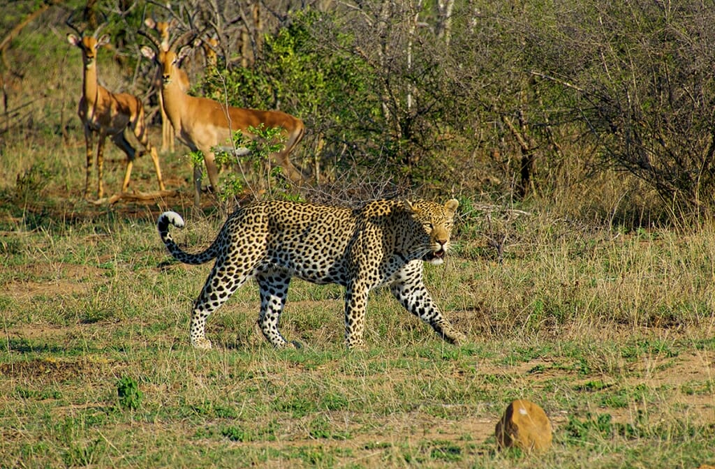 leopard in Kruger National Park