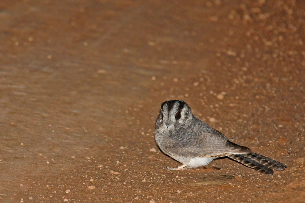 Owlet nightjar