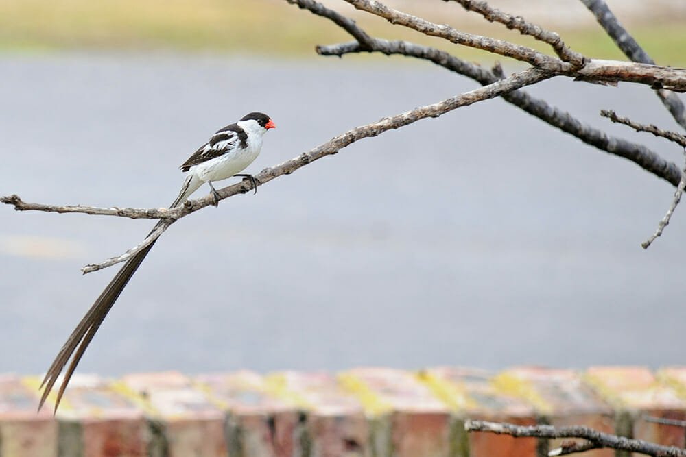 Wildlife of the Garden Route - Pin-tailed Whydah