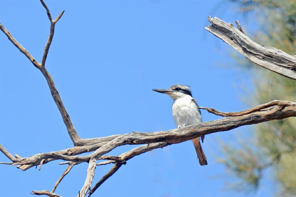 red-backed kingfisher