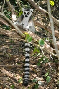 Ring-tailed lemur at Monkey land