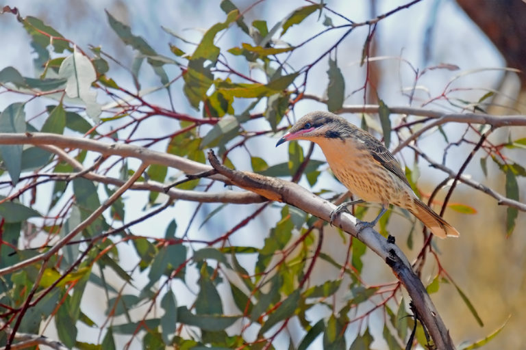 Birds of Australian Outback and Where to See Them