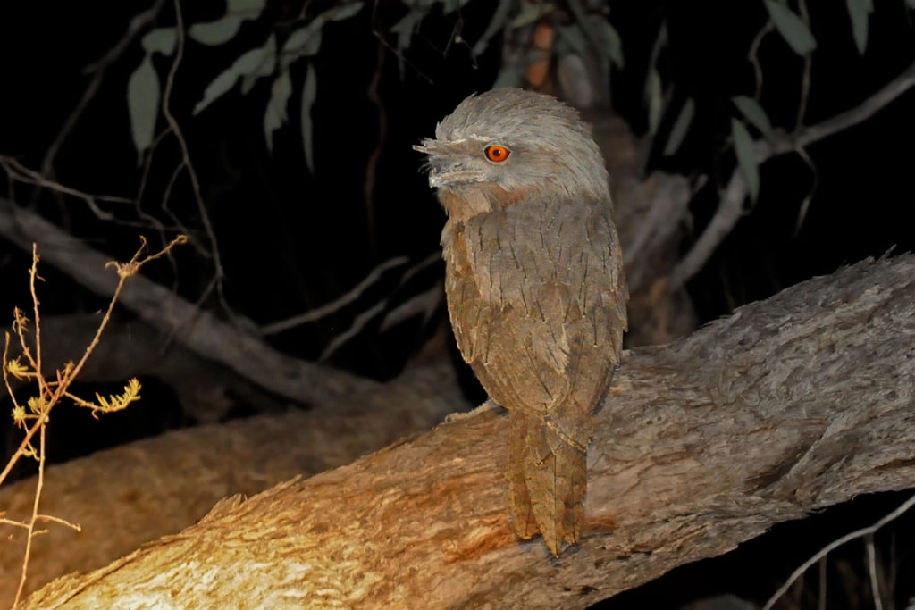 Tawny frogmouth