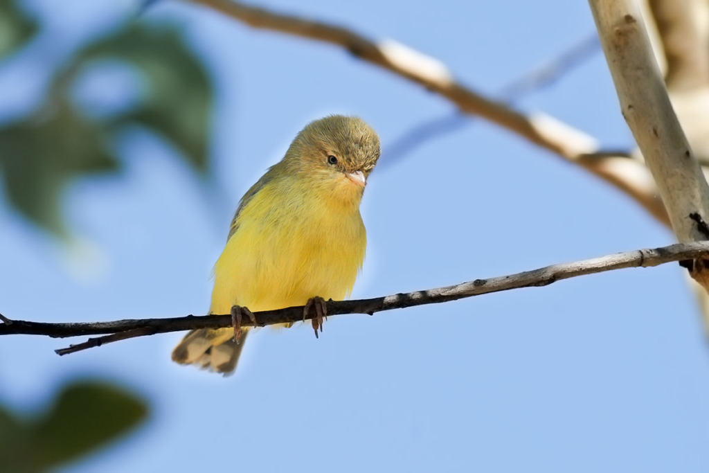 Weebill in the Outback