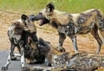 wild dogs in Kruger